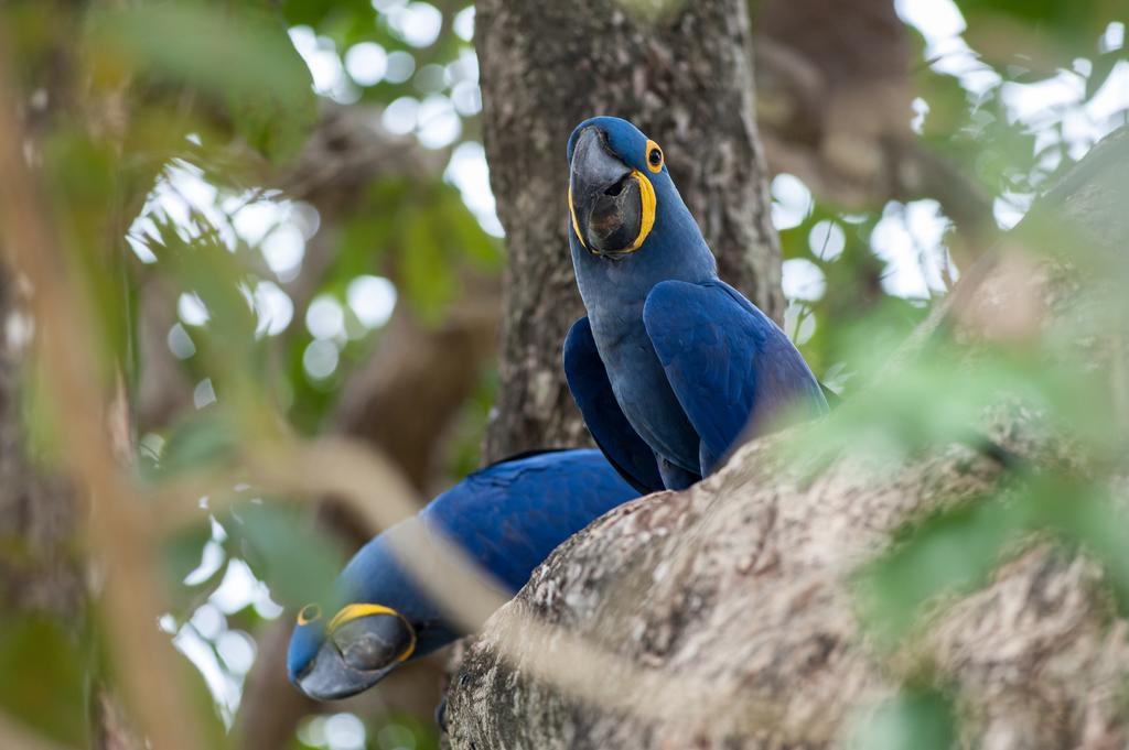 Pousada Araras Pantanal Eco Lodge Carvoalzinho Экстерьер фото