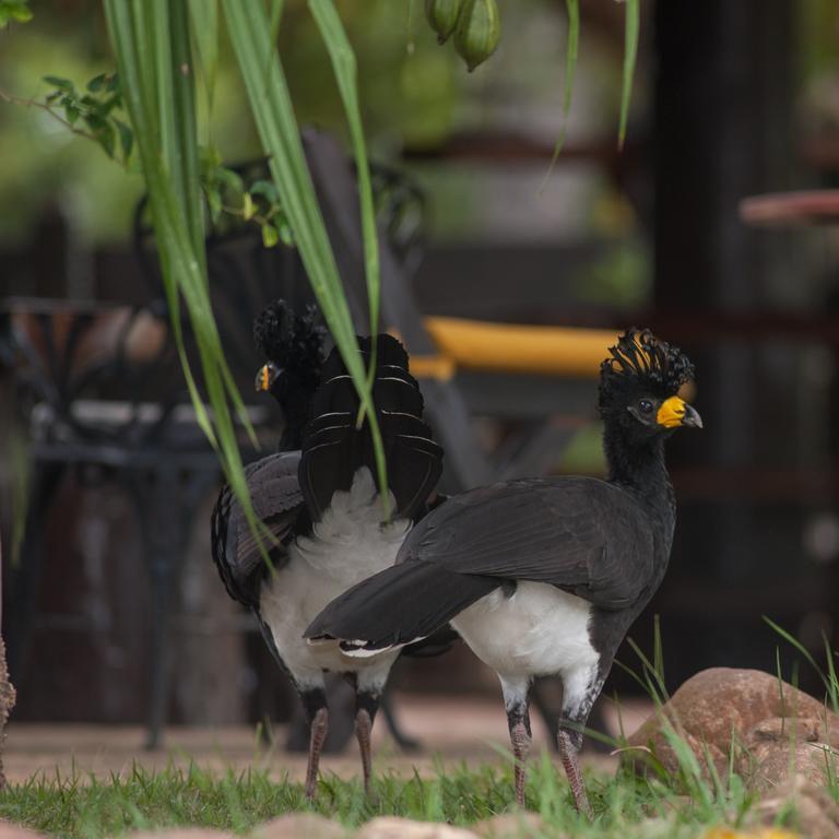 Pousada Araras Pantanal Eco Lodge Carvoalzinho Экстерьер фото