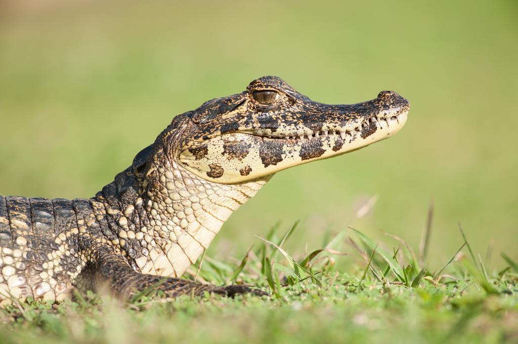 Pousada Araras Pantanal Eco Lodge Carvoalzinho Экстерьер фото
